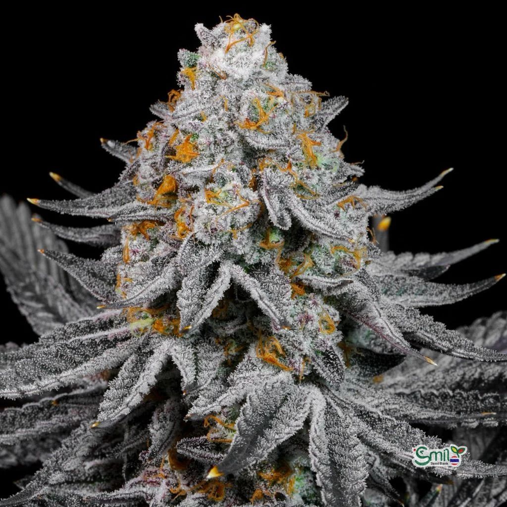 Rainbow Sugar