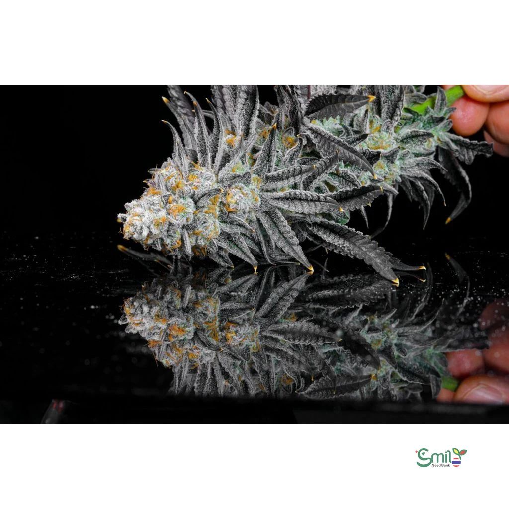 Rainbow Sugar — 3