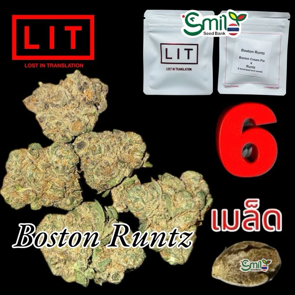 Boston Runtz — 4