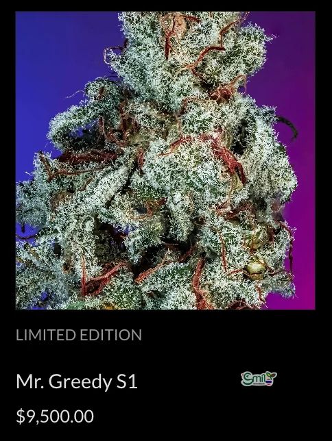 Mr. Greedy S1 — 2