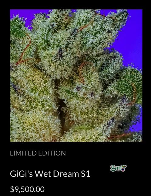 GiGi's Wet Dream S1 — 4