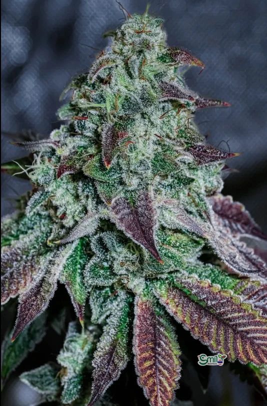 Pineapple Bang S1