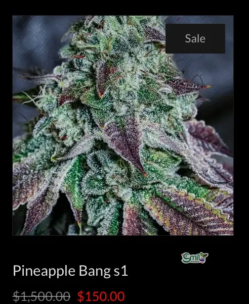 Pineapple Bang S1 — 3