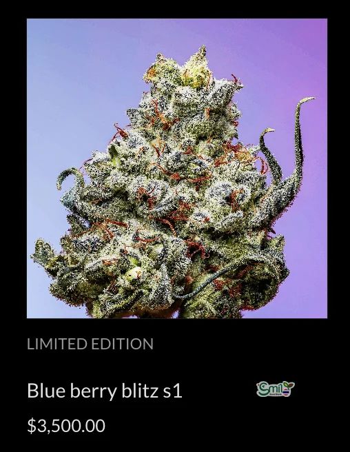 Blue Berry Blitz S1 — 4