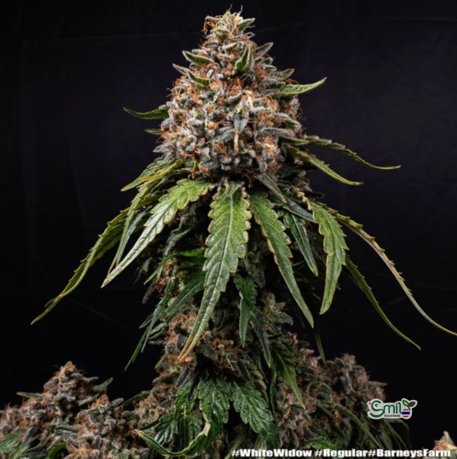 White Widow (Regular) — 3
