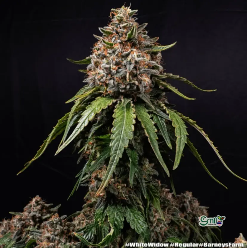 White Widow (Regular) — 3