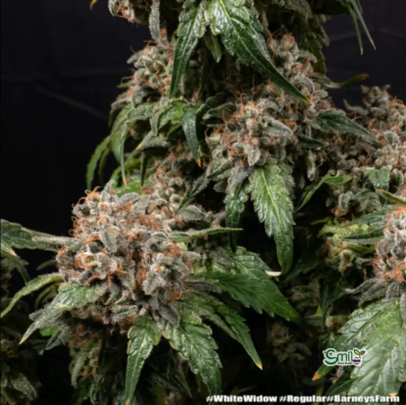White Widow (Regular) — 4