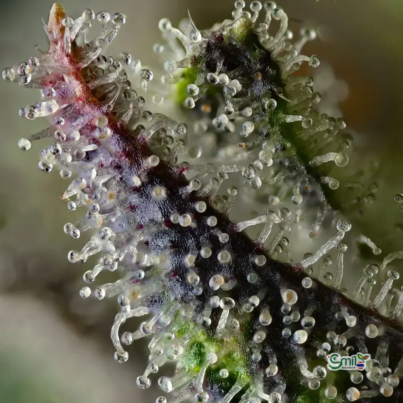Skunk #1 (Regular) — 3