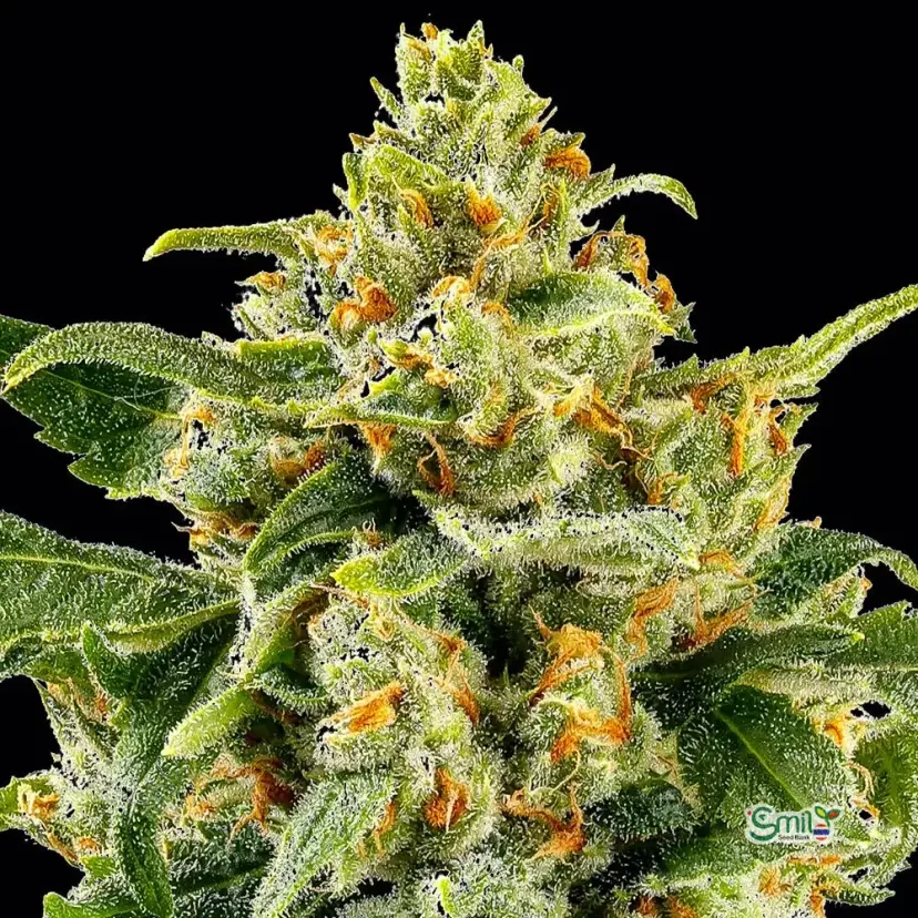 Skunk #1 (Regular) — 4