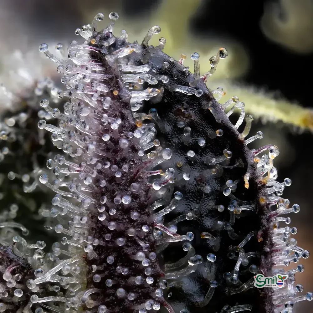 Blue Dream — 2