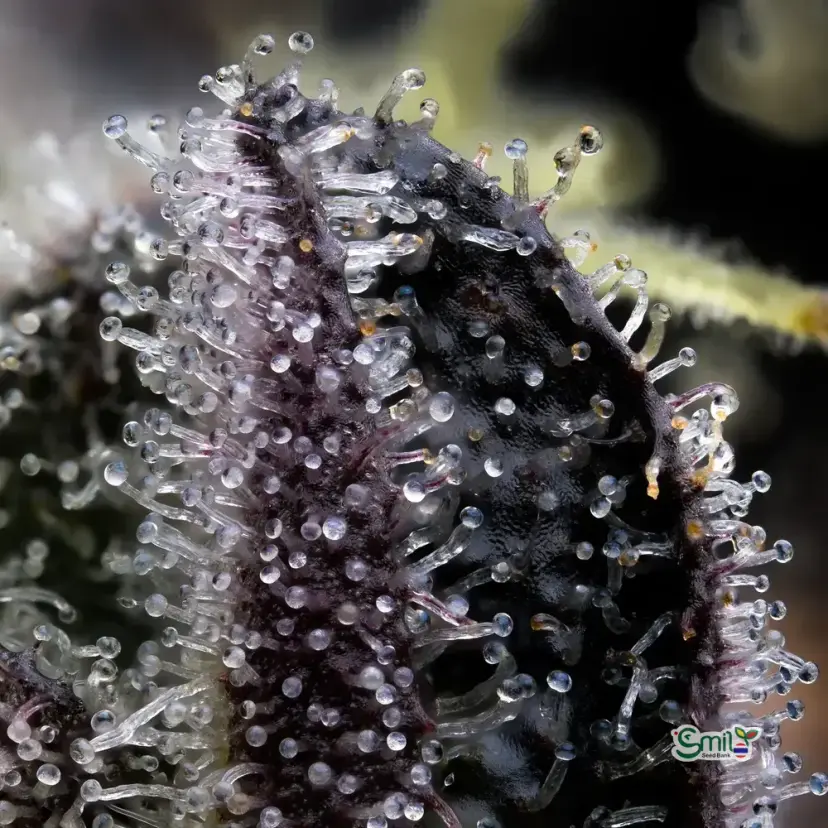 Blue Dream — 2