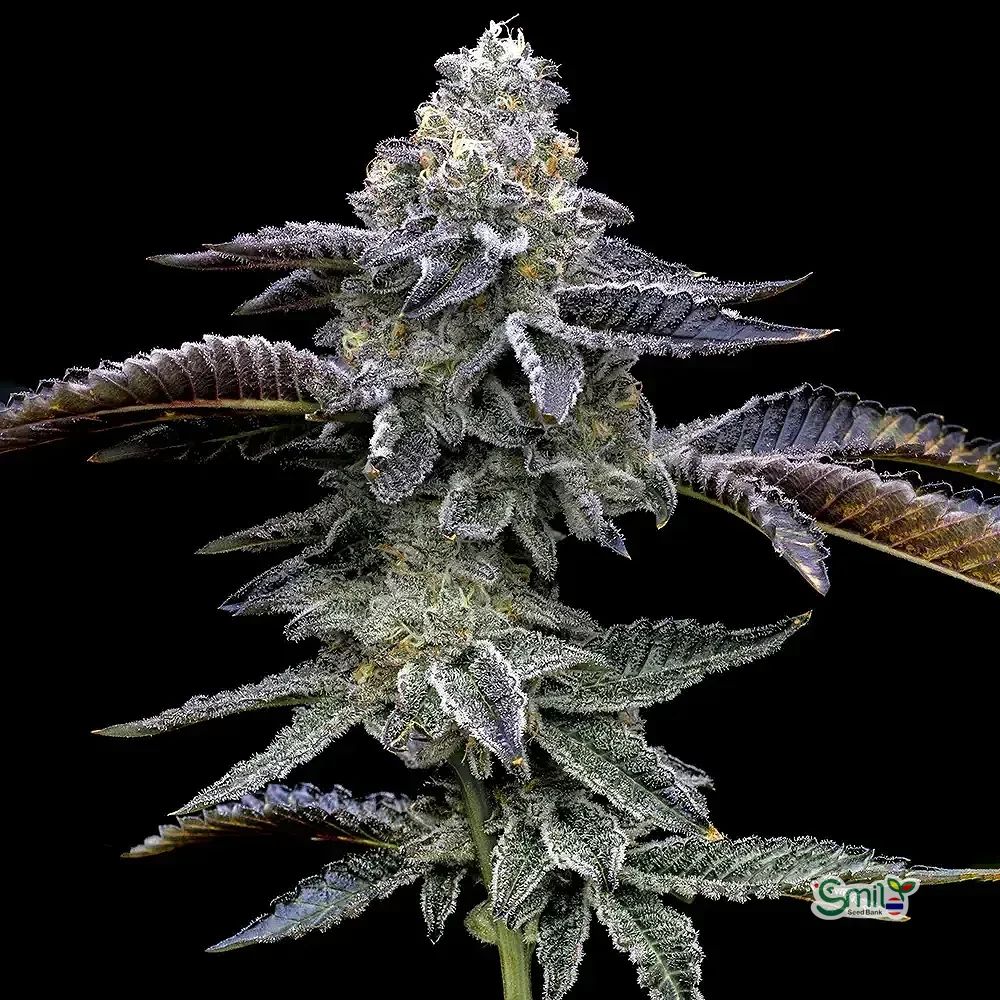 Blue Dream