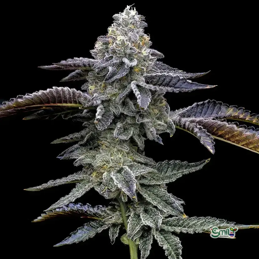 Blue Dream — 3