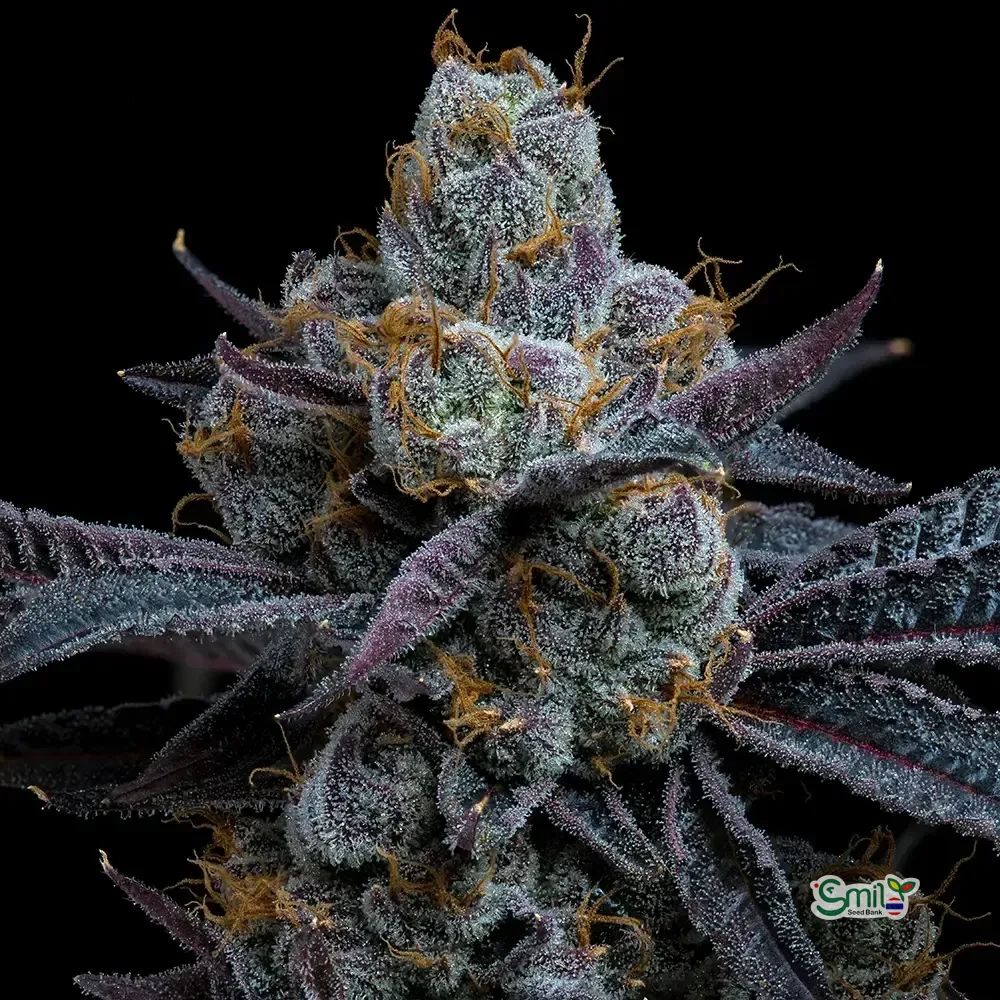 CANDY PACK (MULTIPLE GENETICS) — 4