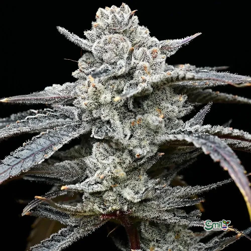 CANDY PACK (MULTIPLE GENETICS) — 5