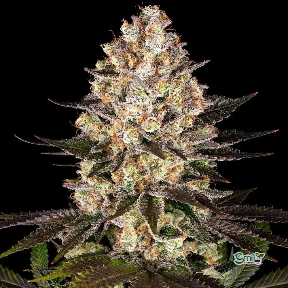 GAS PACK (MULTIPLE GENETICS) — 3