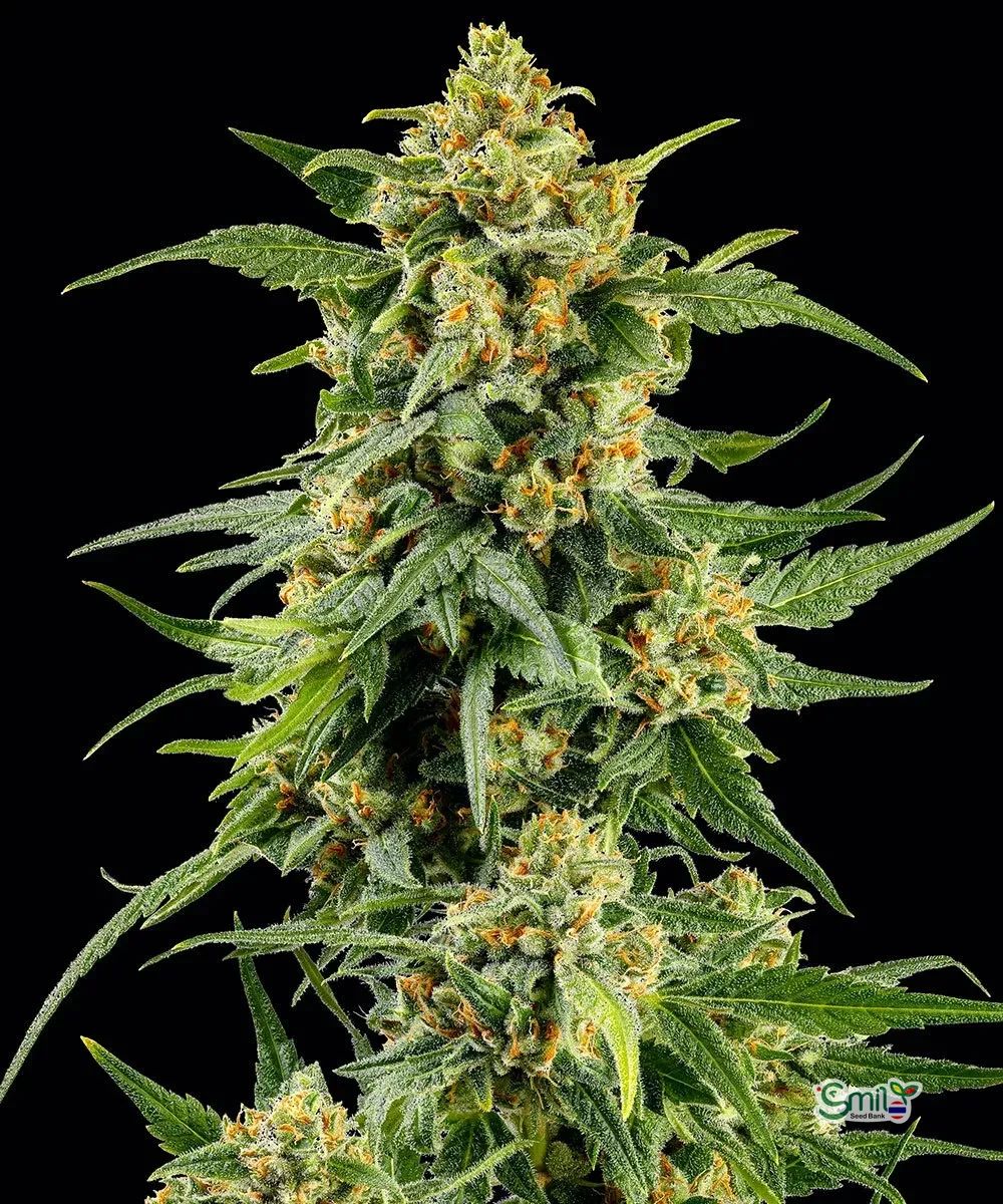 GAS PACK (MULTIPLE GENETICS) — 5