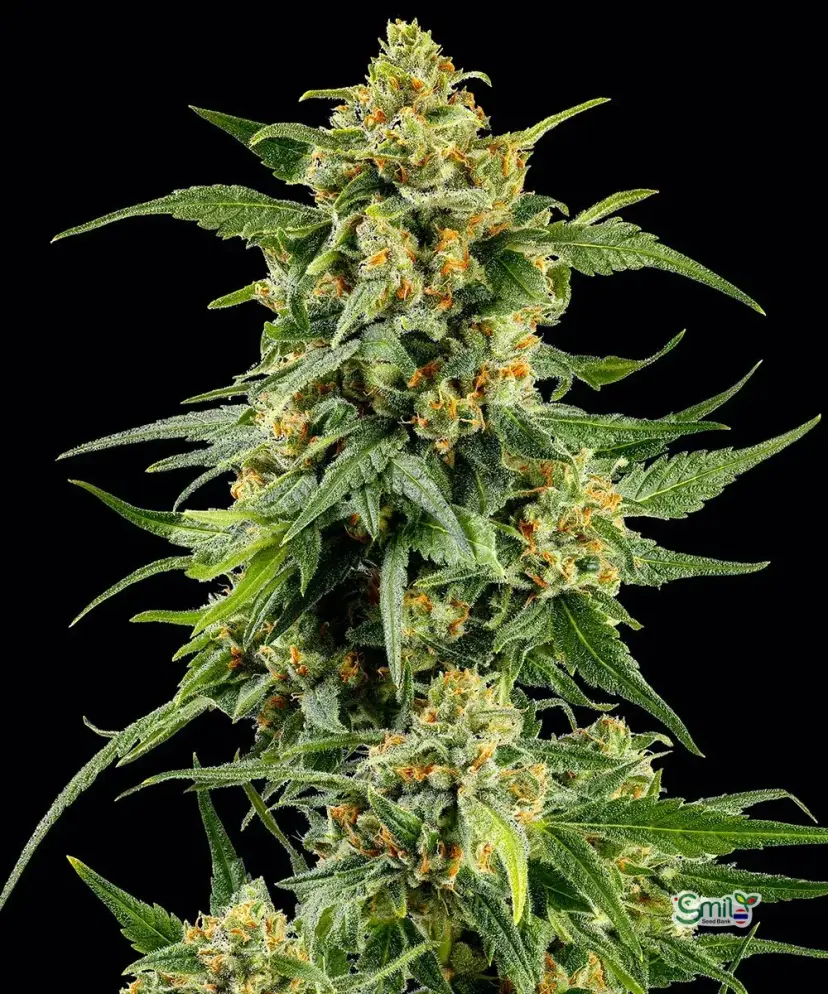 GAS PACK (MULTIPLE GENETICS) — 5