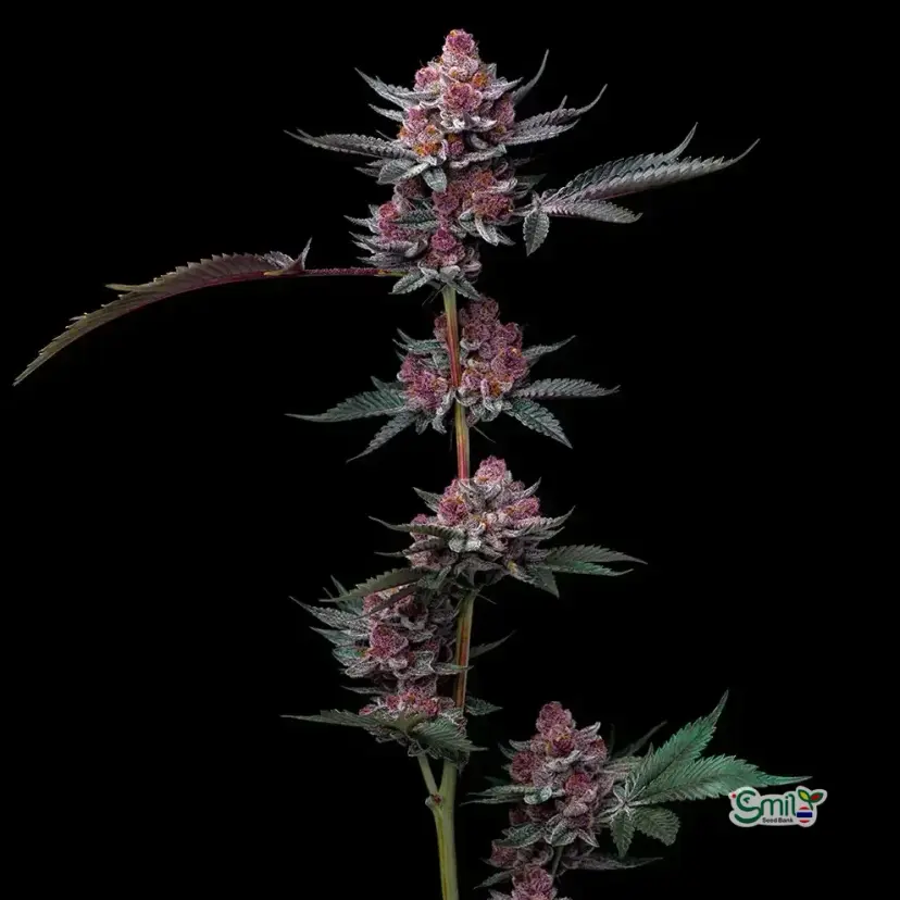Cherry Poppers — 2