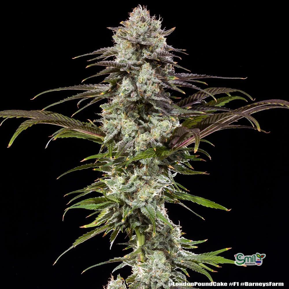 London Pound Cake F1 Hybrid — 2