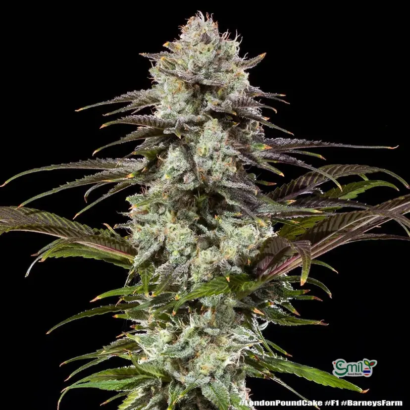 London Pound Cake F1 Hybrid — 3