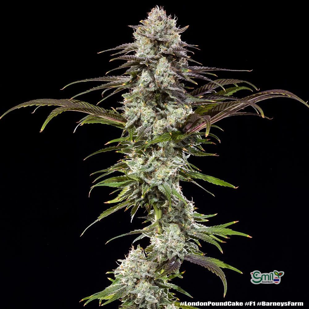 London Pound Cake F1 Hybrid — 4