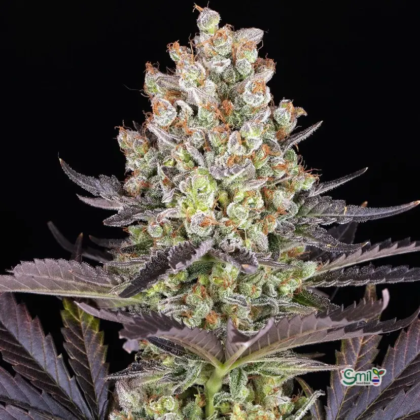 Papaya Frosting (F) — 2