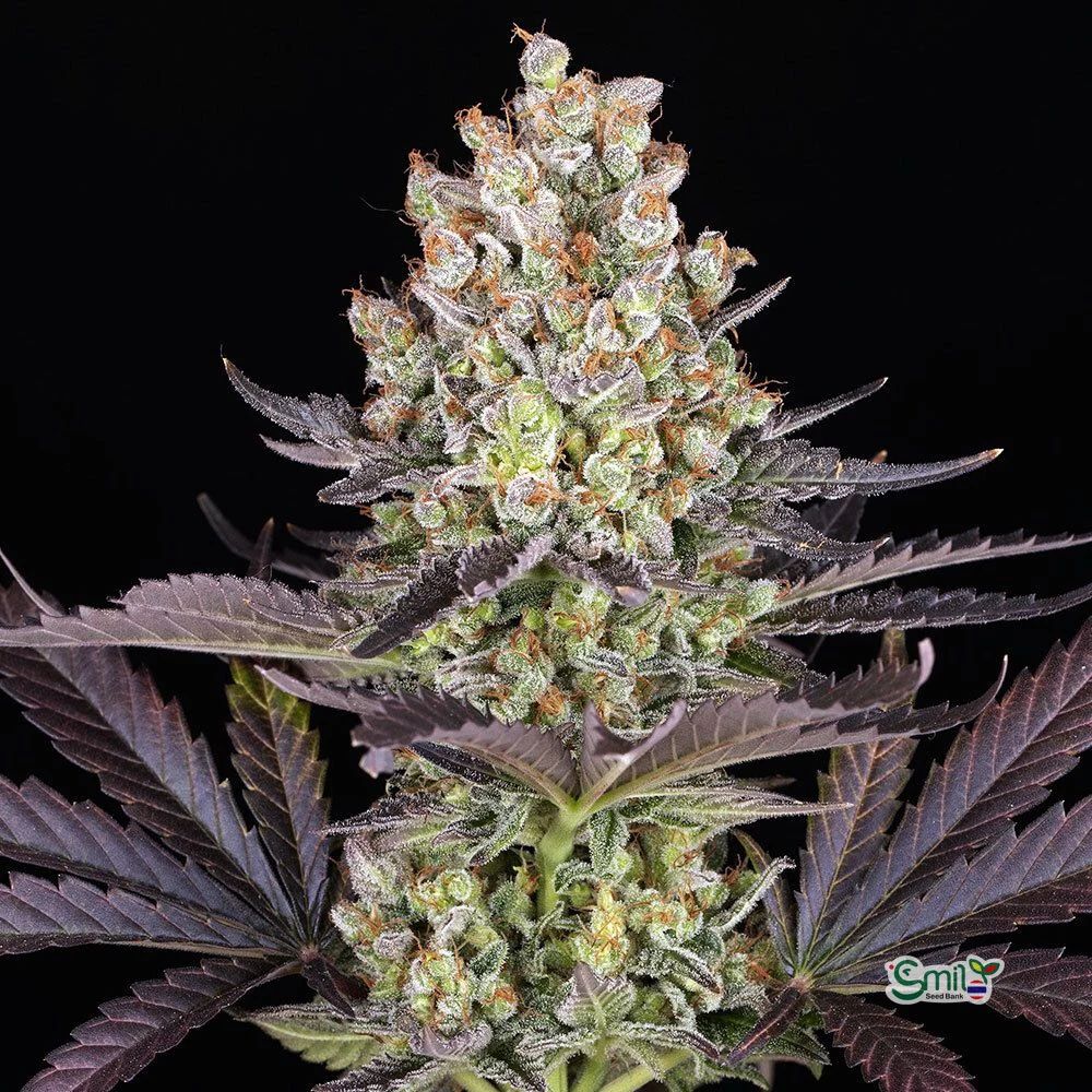 Papaya Frosting (F) — 3