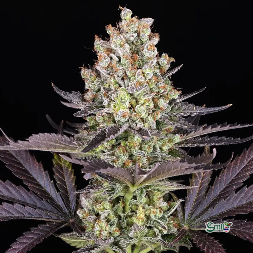 Papaya Frosting (F) — 3