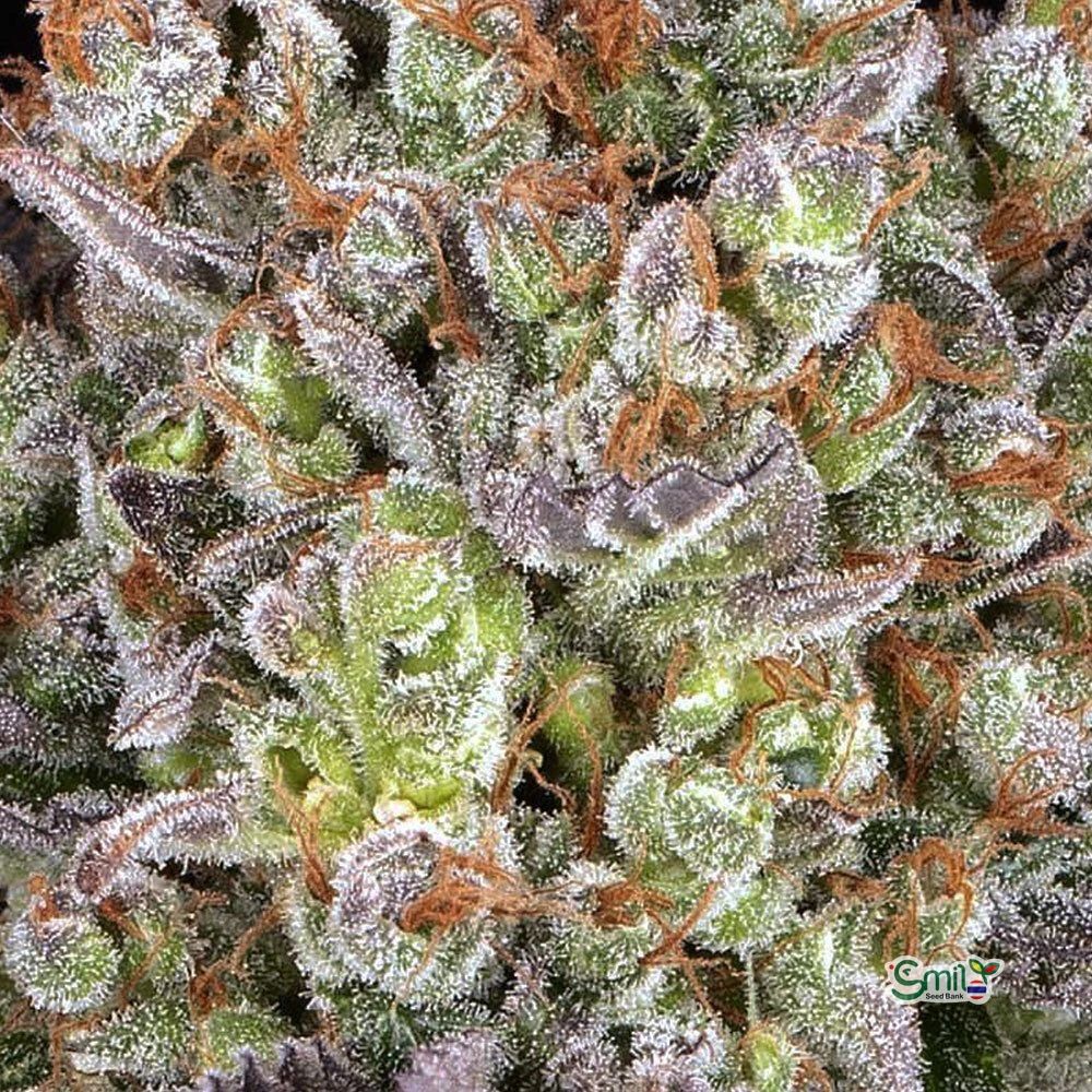 Papaya Frosting (F) — 4