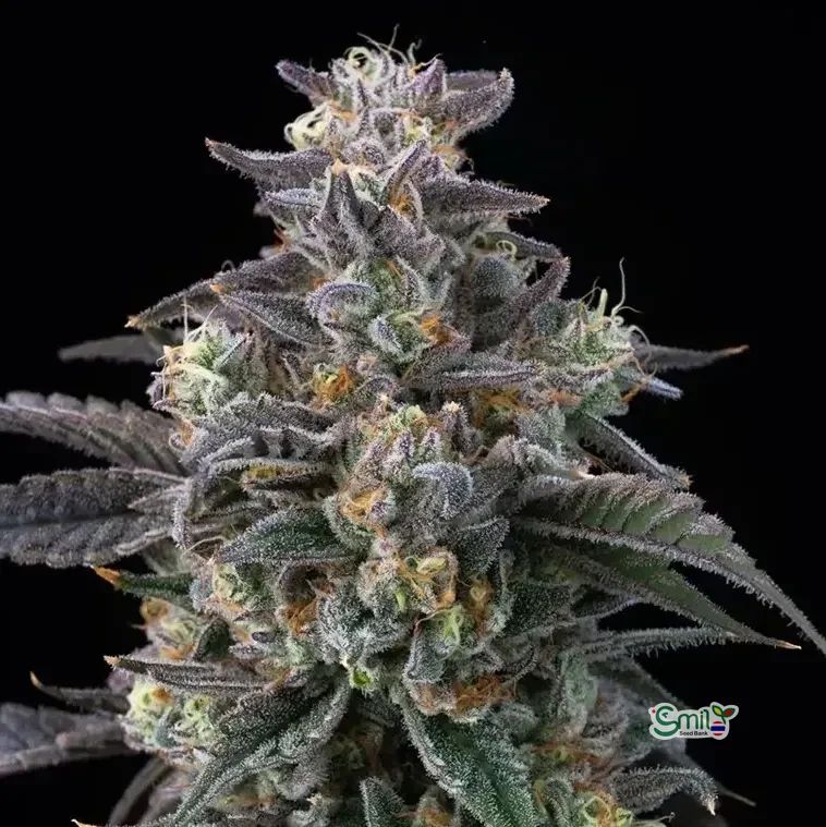 Super Boof — 3