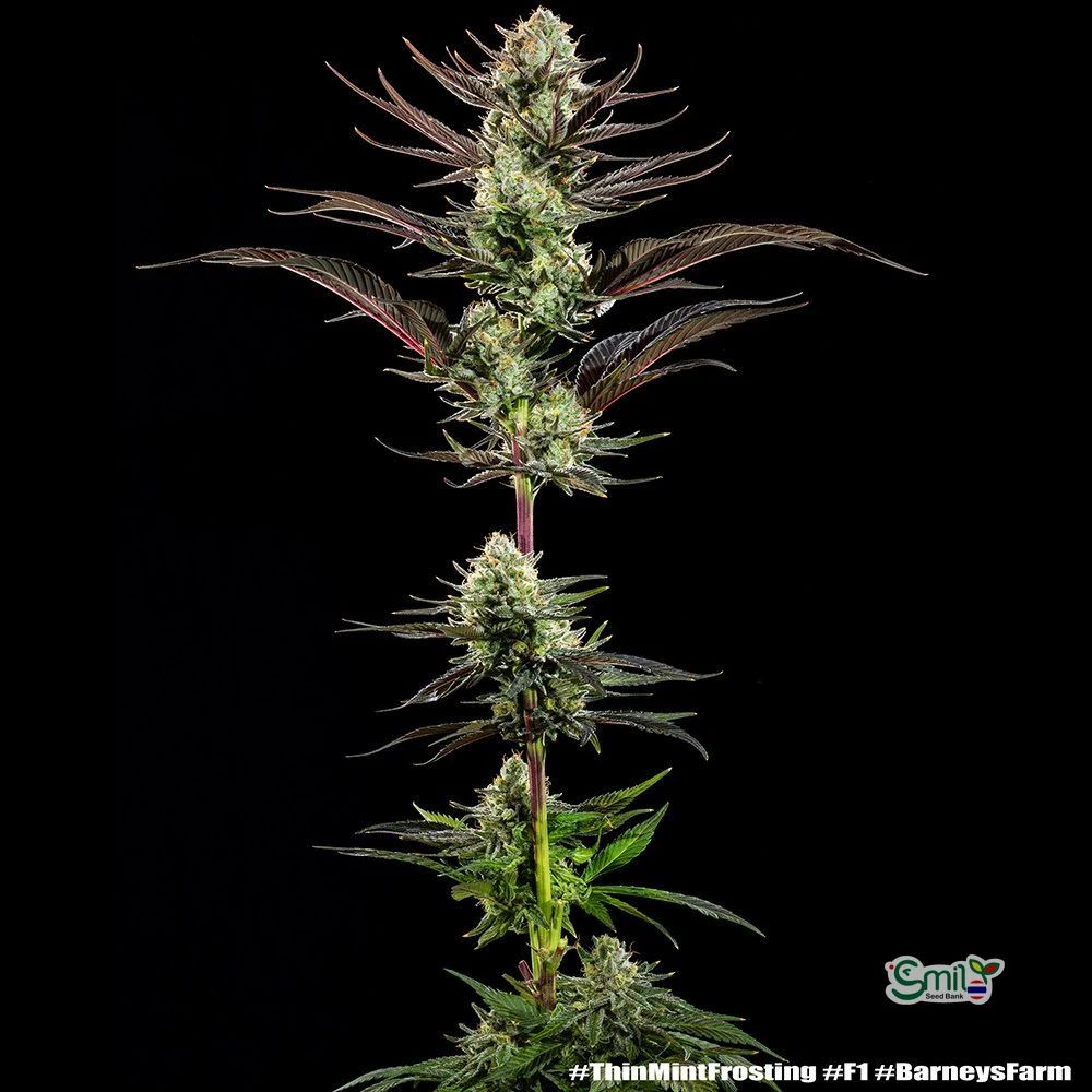 Thin Mint Frosting Precision F1 Hybrid — 2