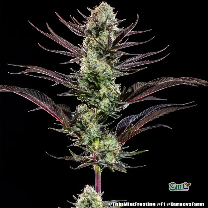Thin Mint Frosting Precision F1 Hybrid — 3