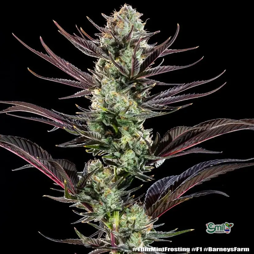 Thin Mint Frosting Precision F1 Hybrid — 5