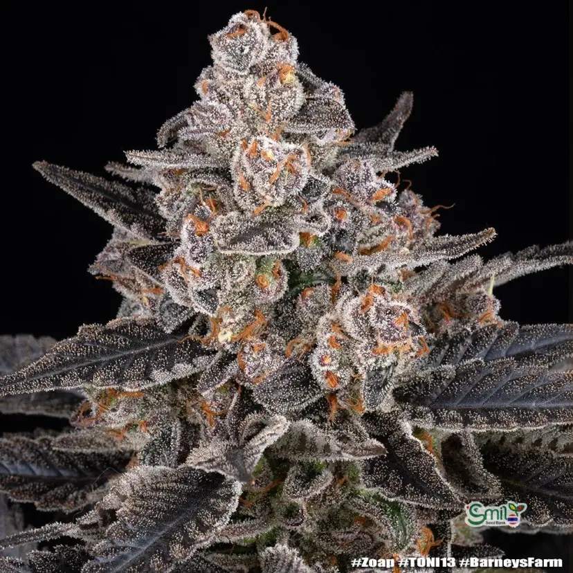 Zoap — 2