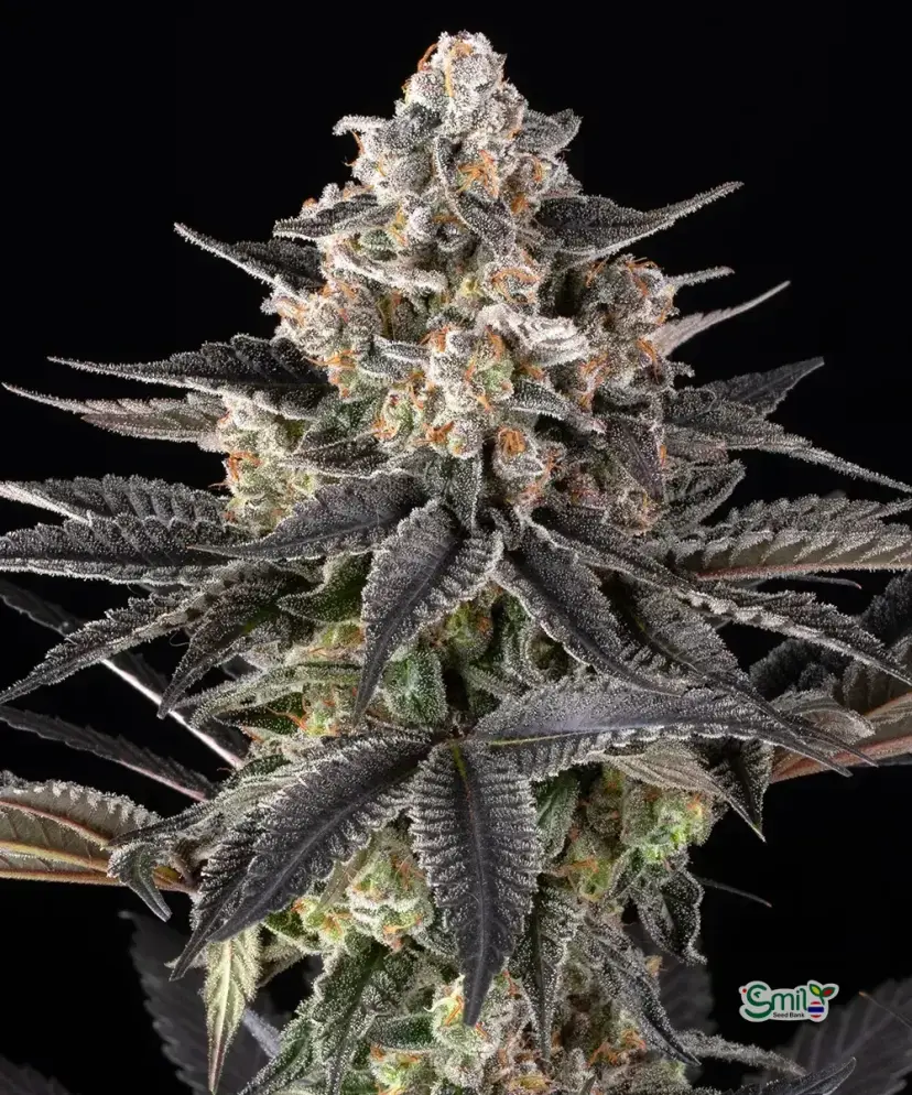 Zoap — 5