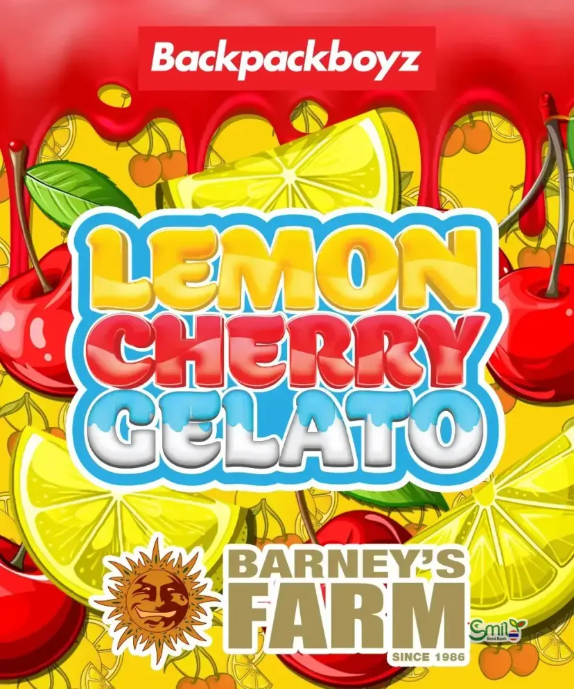 Lemon Cherry Gelato by Barney's Farm x Backpack Boyz. — 3