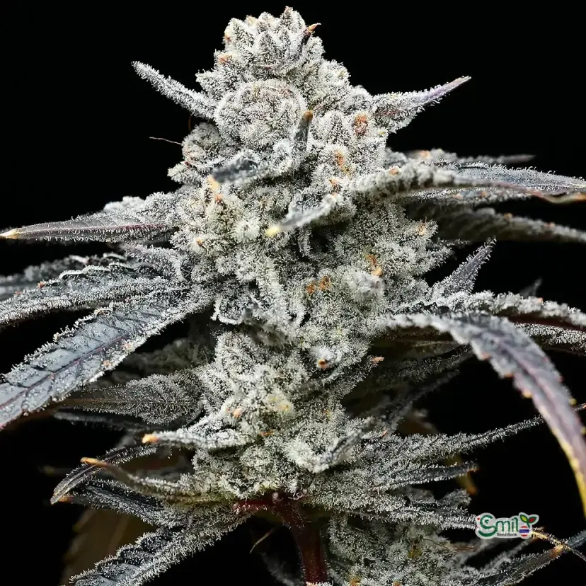 Lemon Cherry Gelato (Gift Pack) — 2