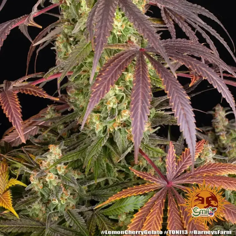 Lemon Cherry Gelato (Gift Pack) — 4