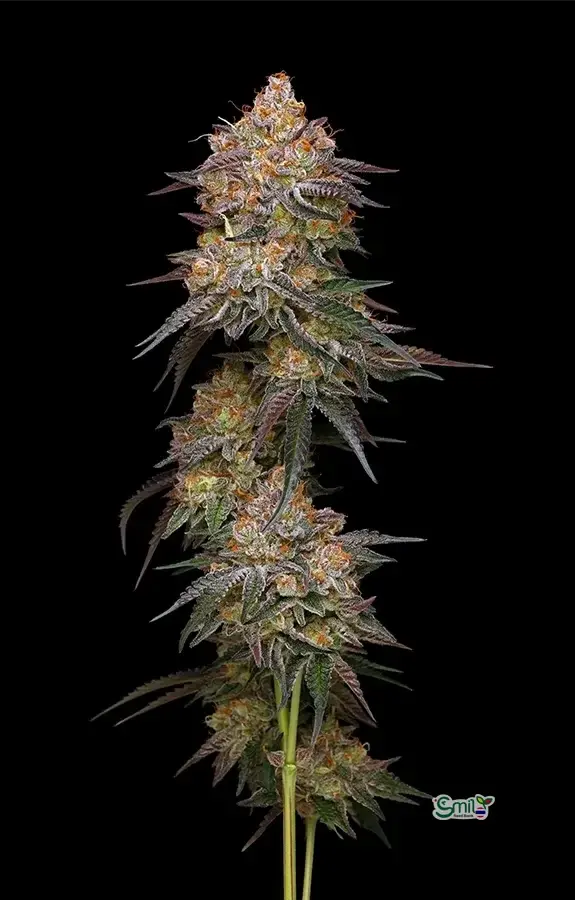 Granny Candy — 3