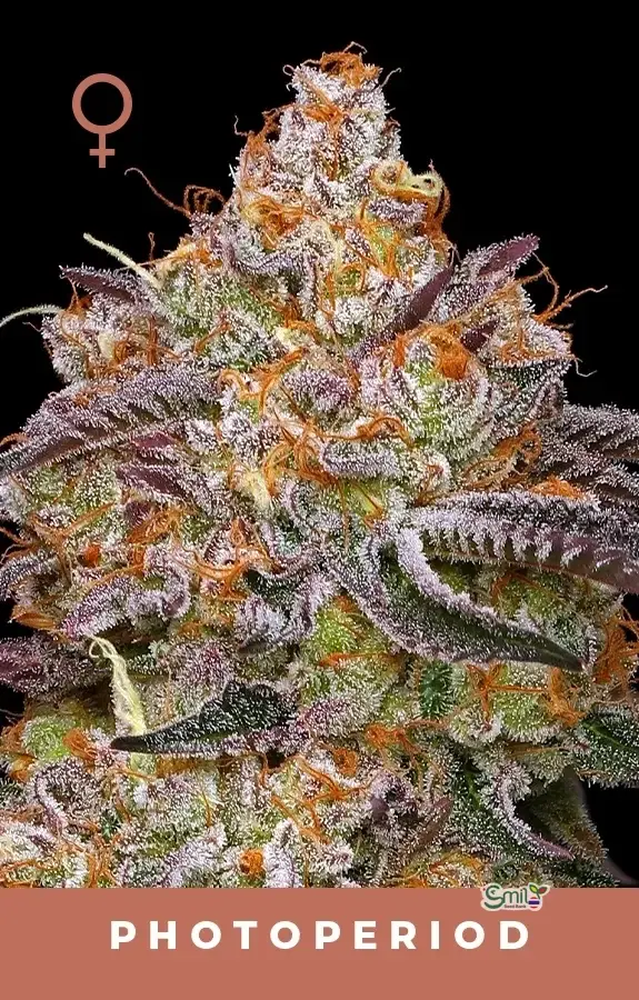 Granny Candy — 4