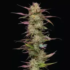 Blueberry Pancakes — 2