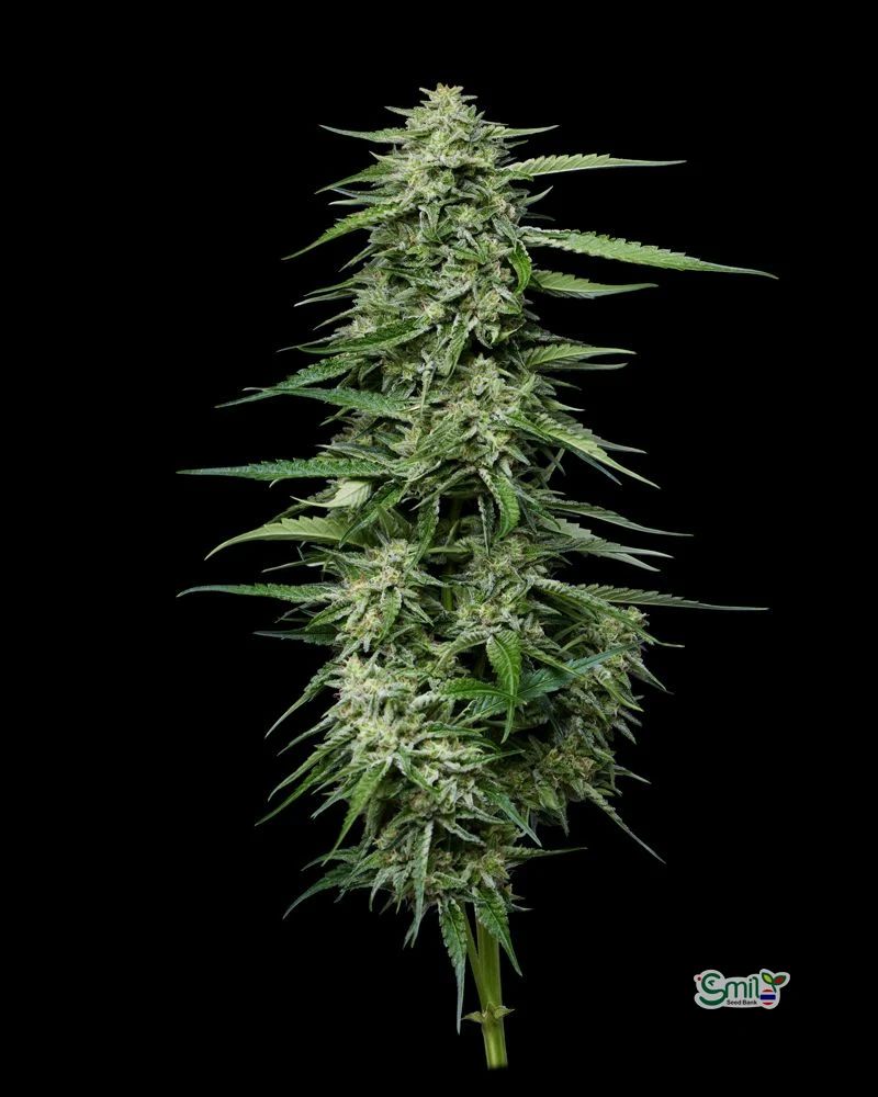 Blueberry Honey — 3