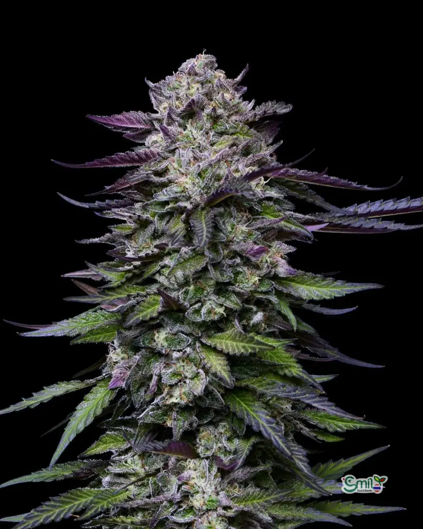 Candy Hustle — 2