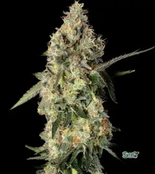 Lemon Smuggler