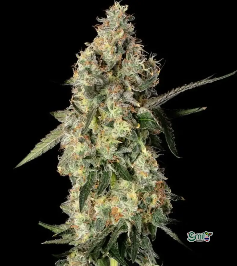 Lemon Smuggler — 2