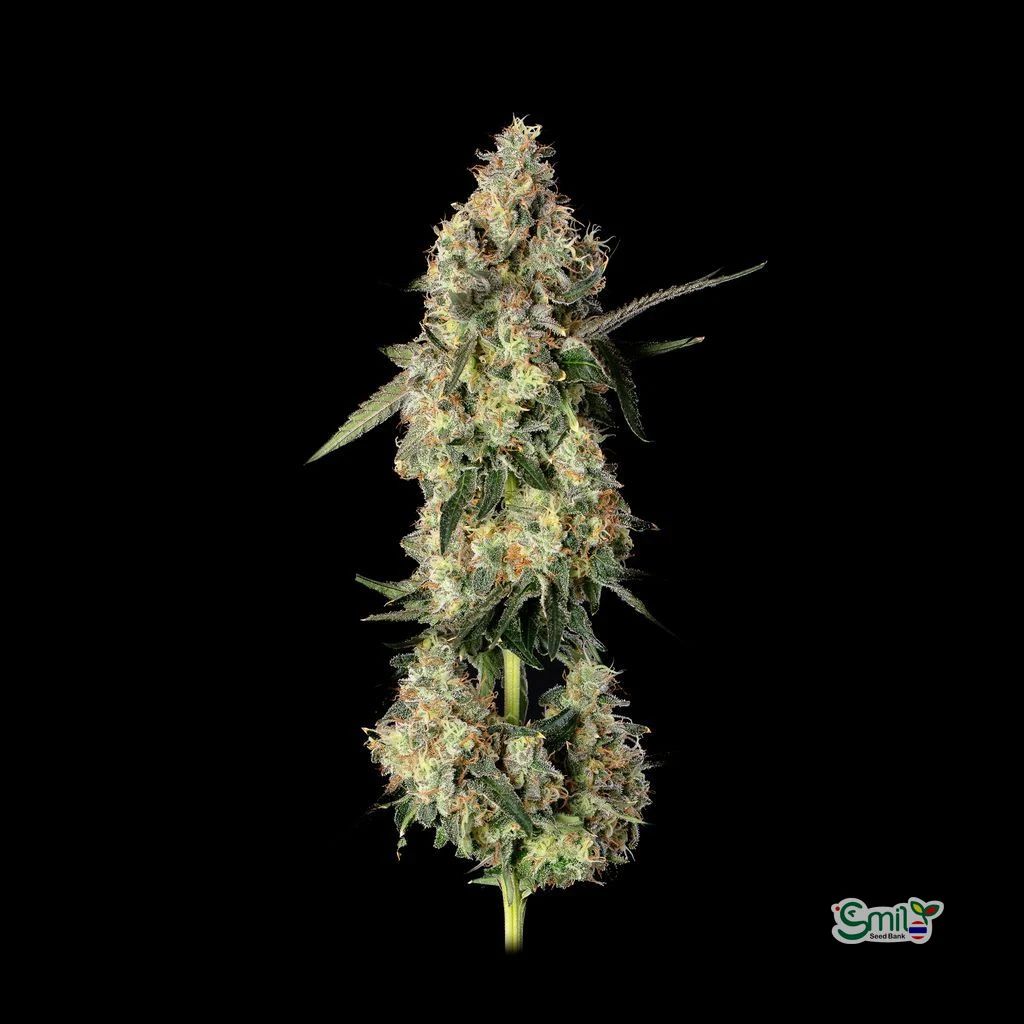 Lemon Smuggler — 3
