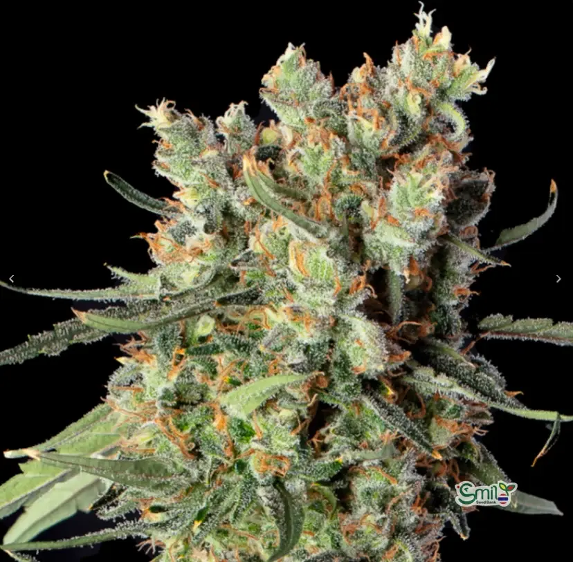 Lemdawg — 3