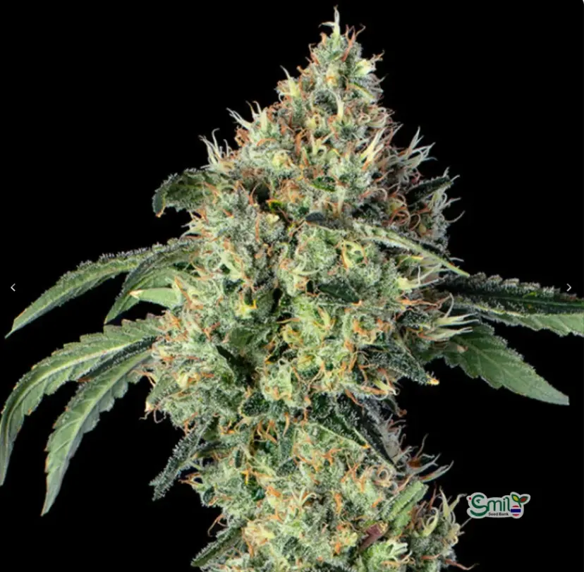 Lemon Prime — 4