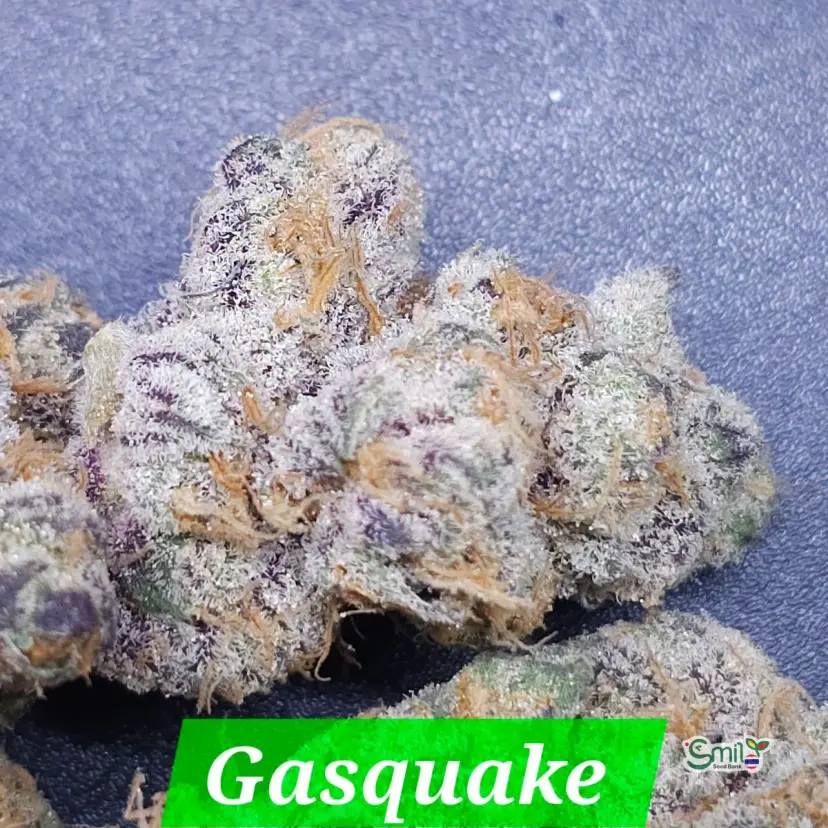 Gasquake — 4
